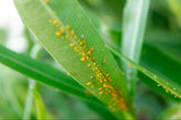 A Guide to Common Garden Pests in Singapore