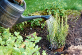 Home Gardening Tips for Beginners