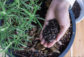 Fertilizing plants guide