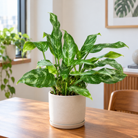 Aglaonema Malay Beauty