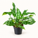 Aglaonema Malay Beauty