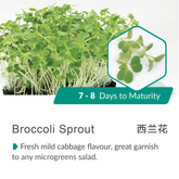 Broccoli Sprout-12