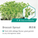 Broccoli Sprout-12