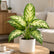 Dieffenbachia Tropic Snow