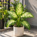 Dieffenbachia Tropic Snow