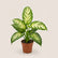 Dieffenbachia Tropic Snow
