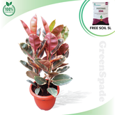 Ficus elastica-81