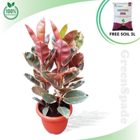 Ficus elastica-81