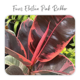Ficus elastica-82