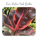 Ficus elastica-82