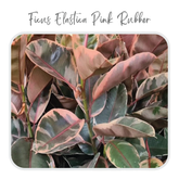 Ficus elastica-83