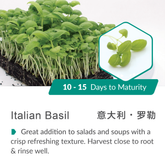 Italian-Basil-09