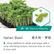 Italian-Basil-09