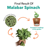 Malabar Spinach Seedling