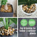 Pebbles Stone – Glossy Multicolours-31