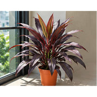 Cordyline Black plant