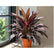 Cordyline Black plant
