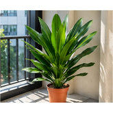 Dracaena Gymis Green plant