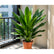 Dracaena Gymis Green plant