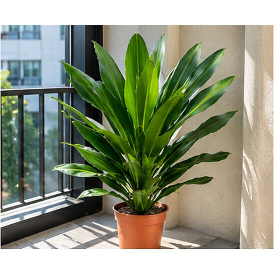 Dracaena Gymis Green plant