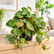 Philodendron Scanden Brown plant