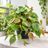 Philodendron Scanden Brown plant