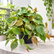 Philodendron Scanden Brown plant