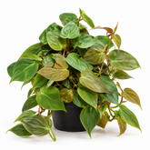 Philodendron Scanden Brown plant