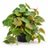 Philodendron Scanden Brown plant
