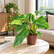 Philodendron EQ plant