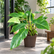 Philodendron EQ plant