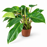 Philodendron EQ plant