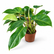 Philodendron EQ plant