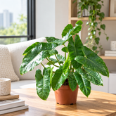 Philodendron EQ Mini plant