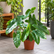 Philodendron EQ Mini plant
