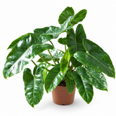Philodendron EQ Mini plant