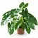 Philodendron EQ Mini plant