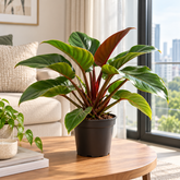Philodendron Imperial Red plant