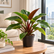 Philodendron Imperial Red plant