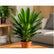 Dracaena Gymis Green plant