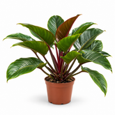 Philodendron Imperial Red plant