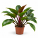 Philodendron Imperial Red plant