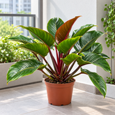 Philodendron Imperial Red plant
