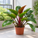 Philodendron Imperial Red plant