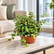 Pilea small leaf plant