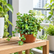 Pilea small leaf plant