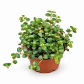 Pilea small leaf plant