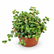 Pilea small leaf plant