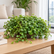 Pilea big leaf plant