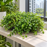 Pilea big leaf plant